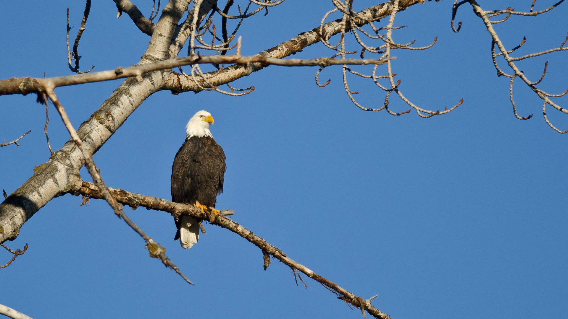 A bald eagle sitting on the branch of a tree with a blue sky background