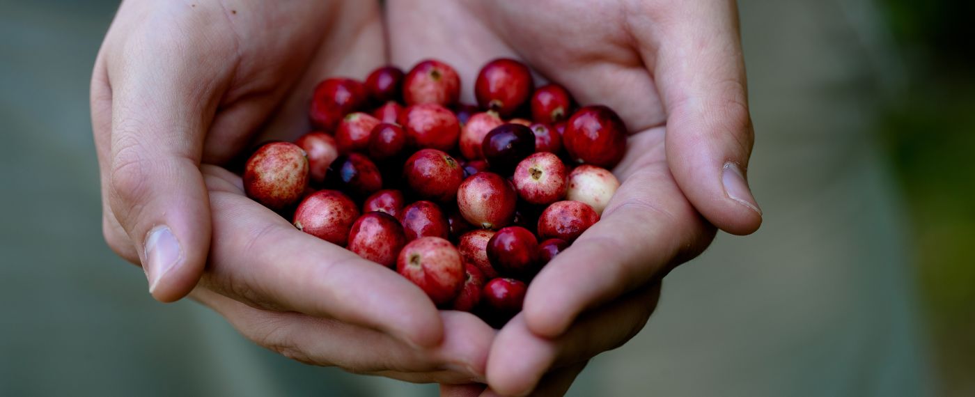A Person Holding A Handful of Ripe Cranberries